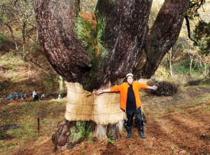 天空の松　秋田県大館市大滝温泉観光スポット
