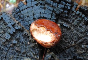 あわてんぼうのリス　　　秋田県大館市大滝温泉観光　自然観察