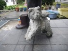 秋田犬　秋田県大館市